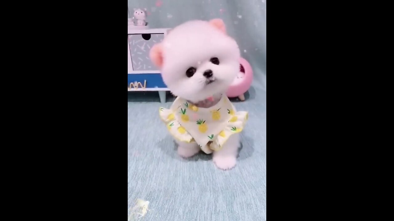 cute teacup puppy Bathing and grooming