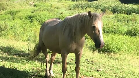 Visit with horses