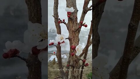 SUBHAN ALLAH 💝 Apricot Tree Beauty Of Spring #status #shorts