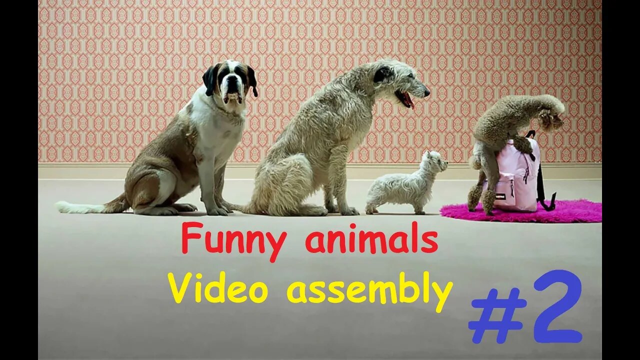 Funny animals / Video assembly #2