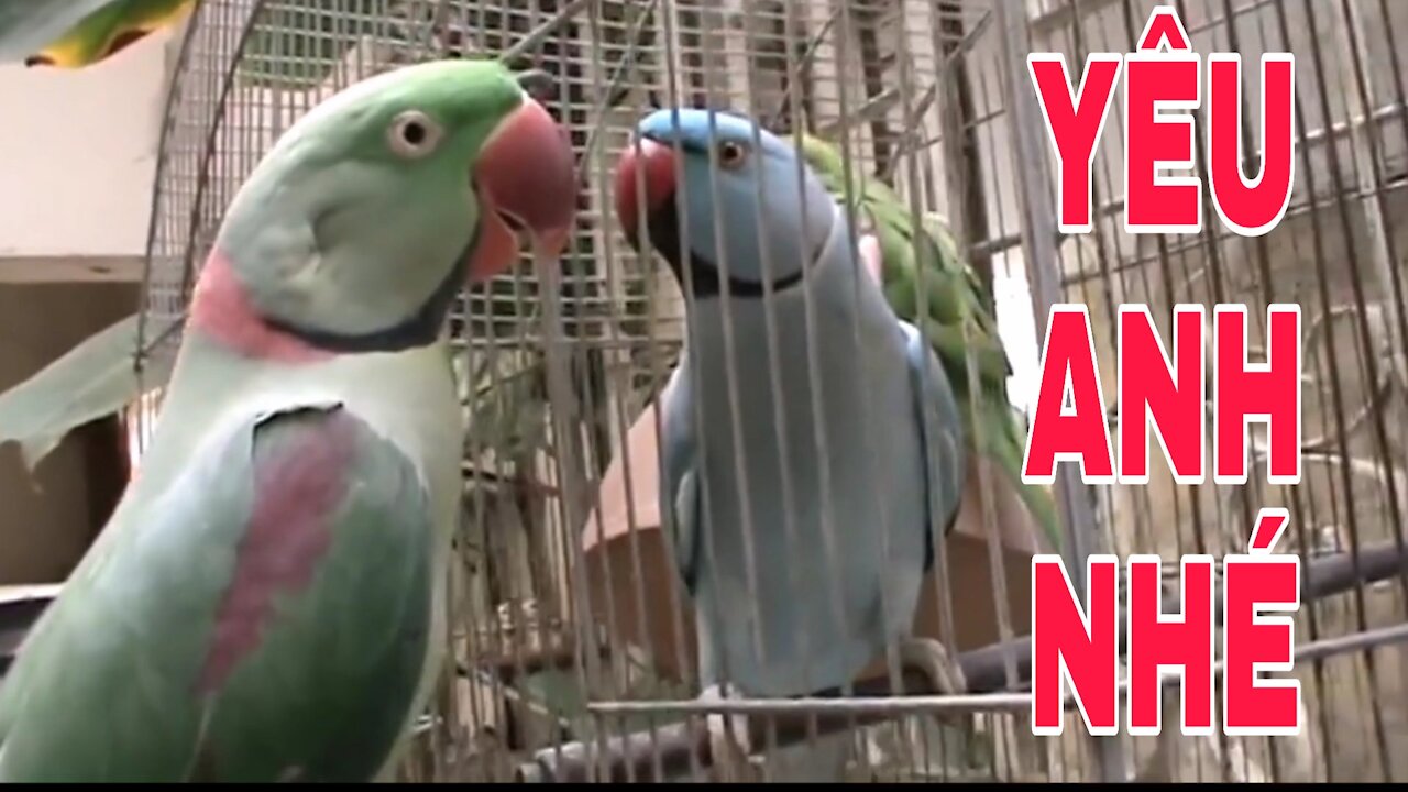 This pair of parrots is like a loving couple. "We will be together forever