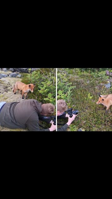 Fearless fox cub casually investigates photographer