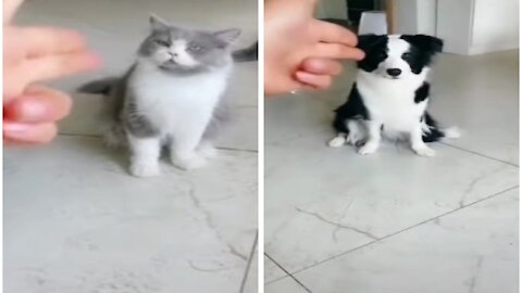 Man Imitates A Gun With His Hand, And Shoots The Animals.