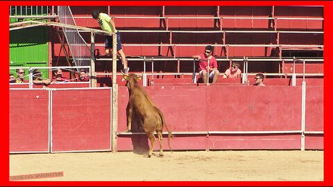 ÁGREDA ( SORIA ) MATINAL VACAS EN PLAZA ( LUNES 2 OCTUBRE 2023 ) GANAD.ARRIAZU