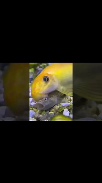 It's Fish🐟Cleaning👀Time⏰👀😎🍺