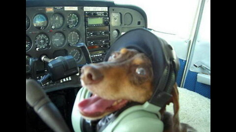 Dog raiding helicopter