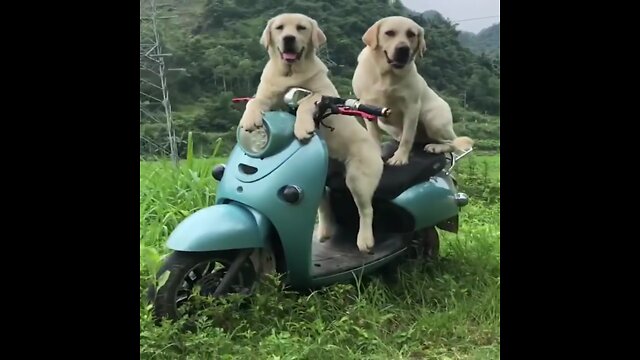 Funniest & Cutest Labrador Puppies #2 - Funny Puppy Videos 2020