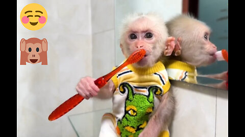 Lala Monkey's nightly routine before going to bed is brushing her teeth