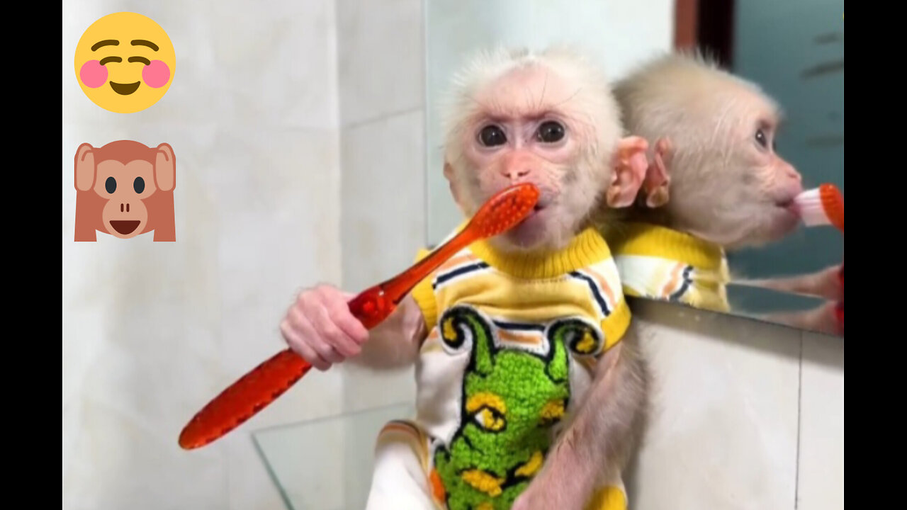 Lala Monkey's nightly routine before going to bed is brushing her teeth