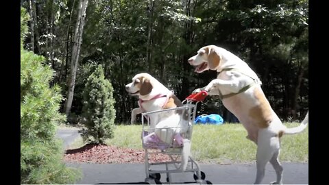 Dogs' Epic Shopping Cart Voyage: Funny Dogs Maymo & Penny