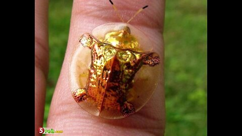 Have you ever seen golden beetles