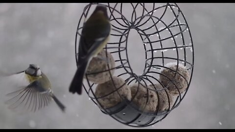 Fåglar och snö.