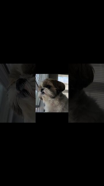 Max is on Watch #shorts