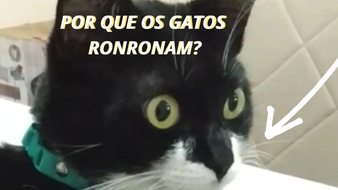 Por que os GATOS RONRONAM? Entenda o porquê dos gatos ronronarem. Gato Bartolomeu Tunico te explica