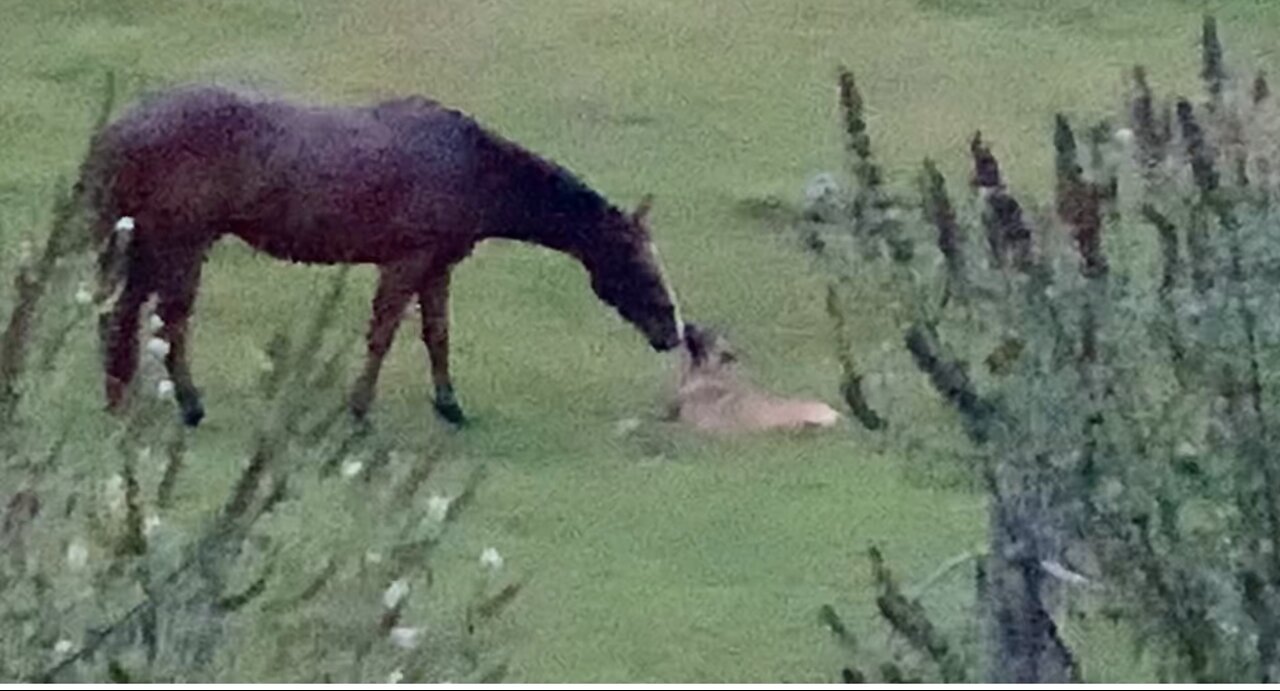 Beautiful friendship developing between Belgian Malinois dog and playful colt