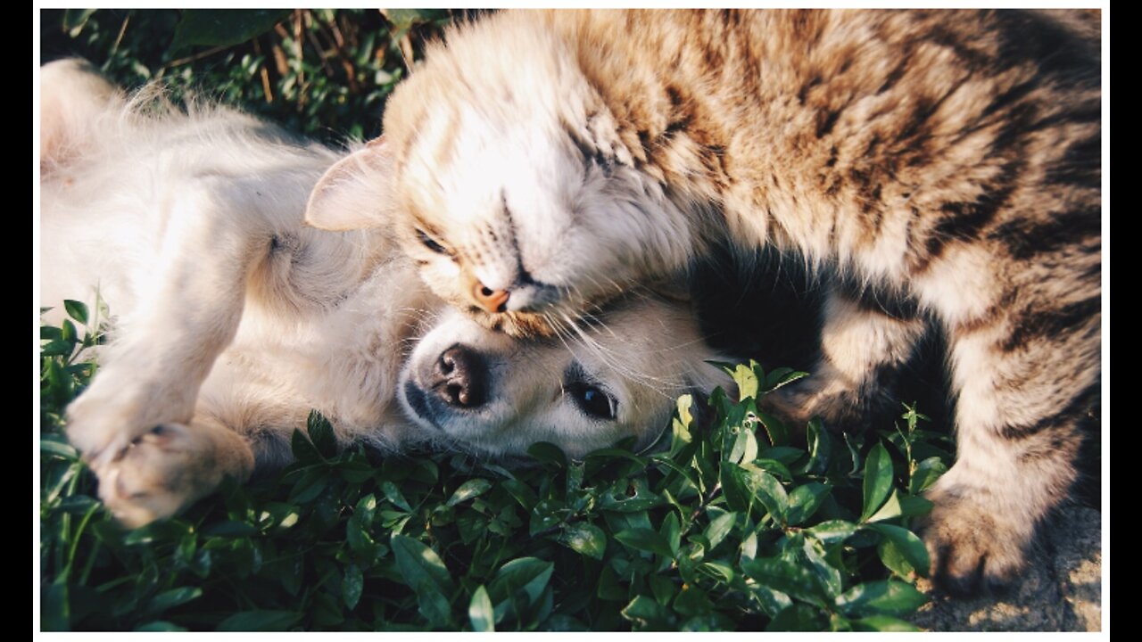 How to train your dog to leave your cat alone - How to teach your dog and cat to get along