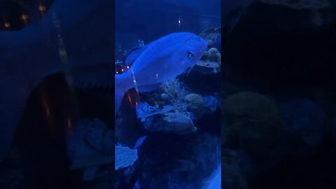 Big Fishy 🐟