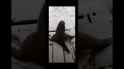 Funny Cat #funny #cats #funniestvideo