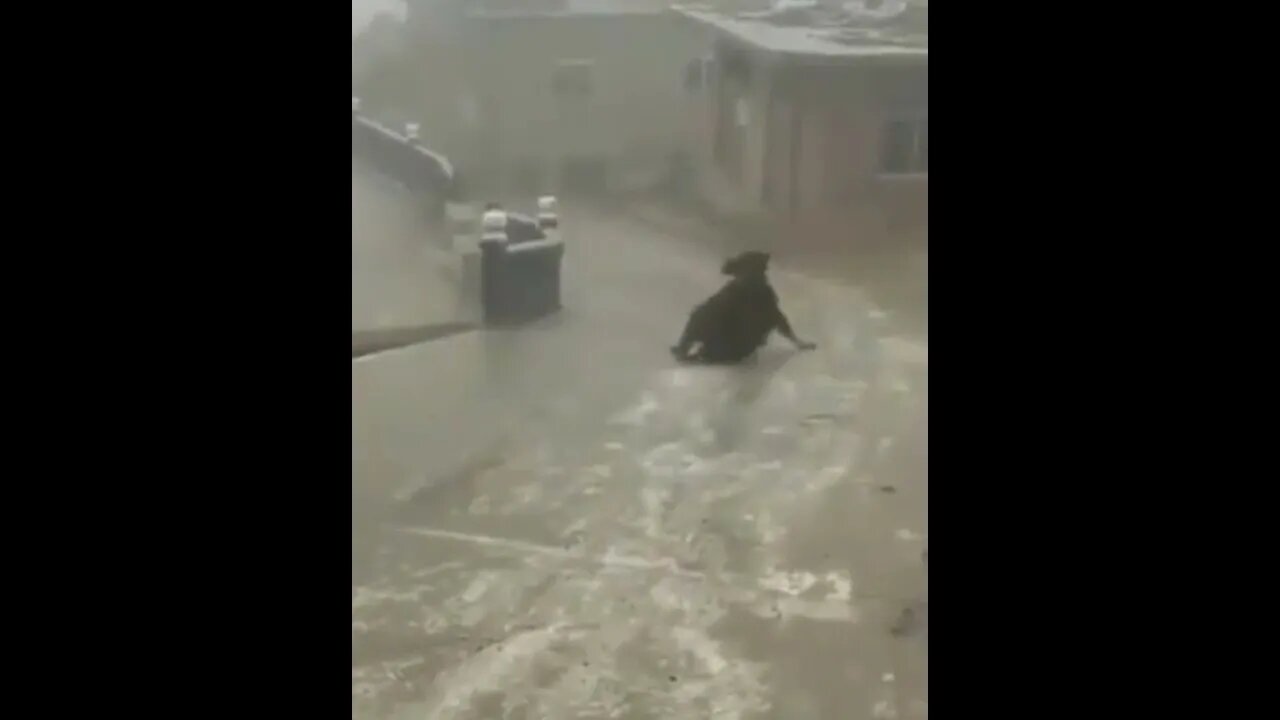 The cow is blown by the wind and slips on the cement floor like a toy
