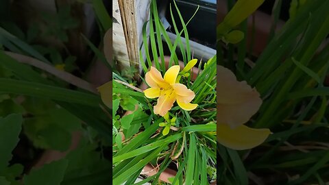 Day lilies - did you know that they are #edible? #shorts