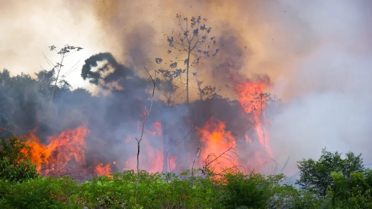 Amazon Rainforest Devastated By Massive Wildfires