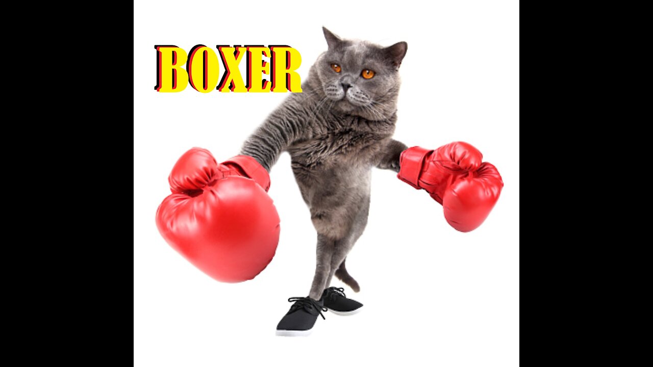 The cat beats the dog