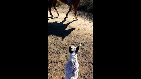 Blossom likes horses