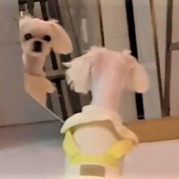 Maltese bewildered by reflection, tries to make conflict