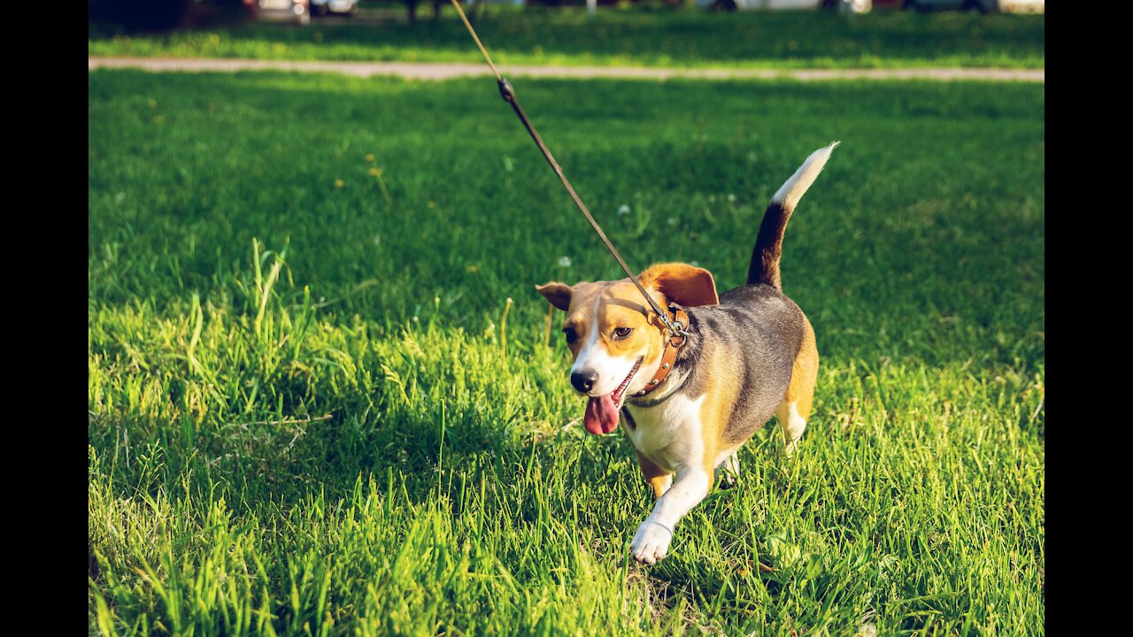 Teach ALL TYPES of dogs to walk properly on the leash | 5 MINUTE DOG TRAINING RESULTS!