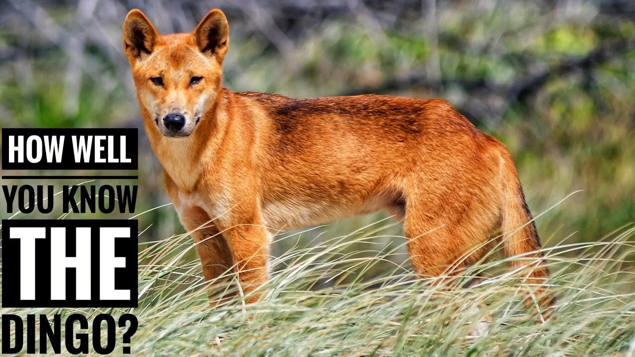 Dingo || Description, Characteristics and Facts!