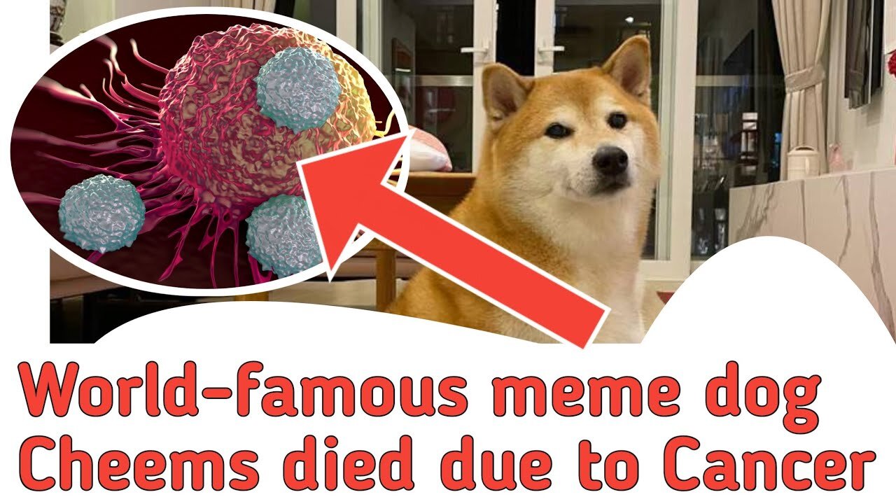 World-famous meme dog Cheems dead due to Cancer as tributes flood internet for ‘Ironic Doge | meme