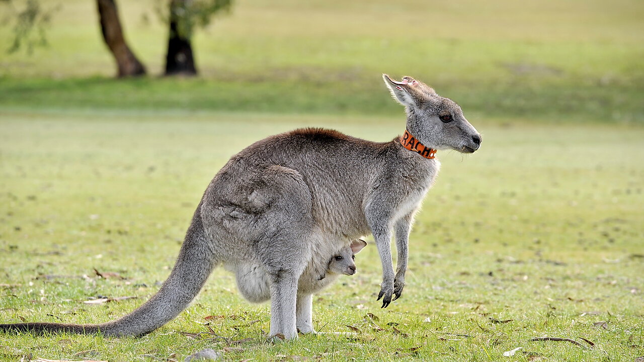 Kangaroos Fight For Mate | Life Of Mammals | Mysterious Wildlife