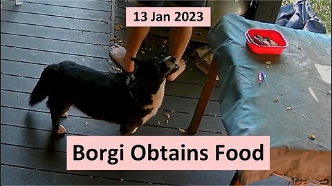 13 Jan 2023 - Titch the Borgi Obtains Food