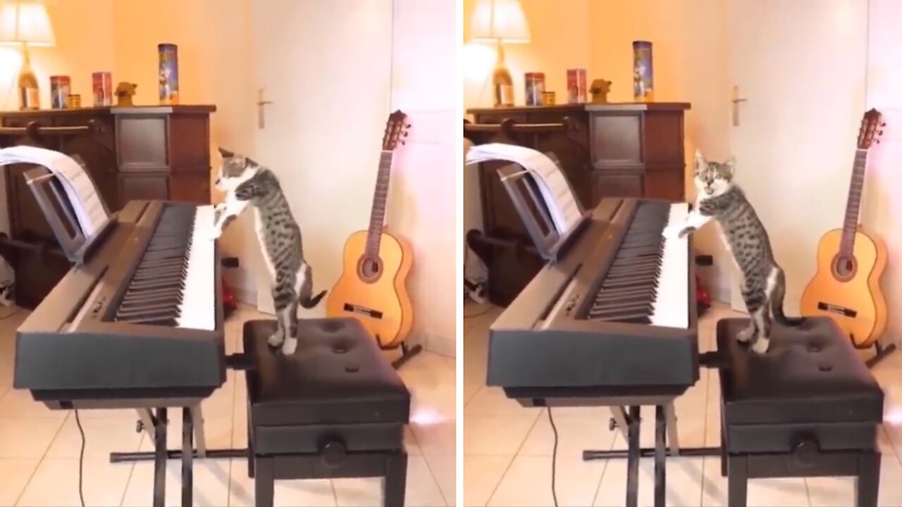 Super Cat plays the piano like a pro 😂