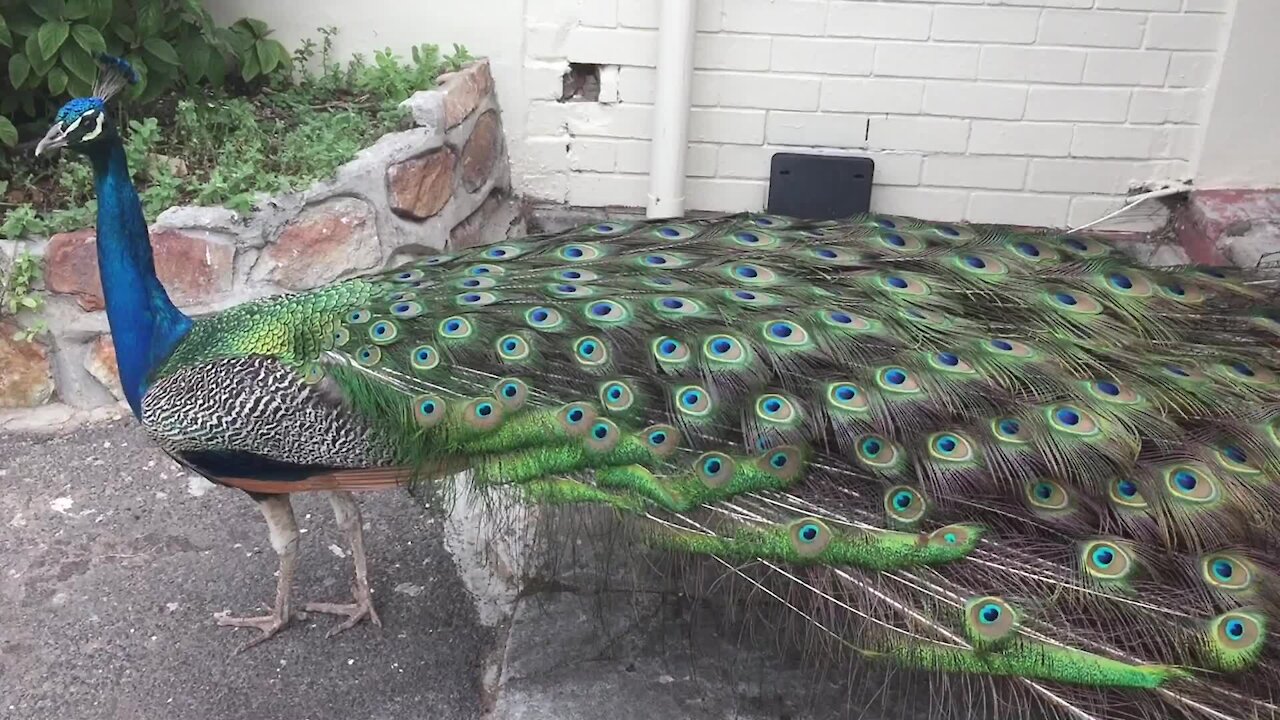 SOUTH AFRICA - Cape Town - Peacocks in Clovelley (Video) (jj7)