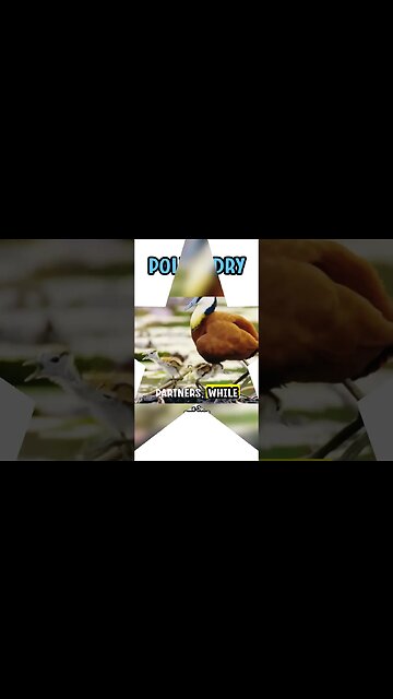 African Jacana - the Bird with Extra Legs