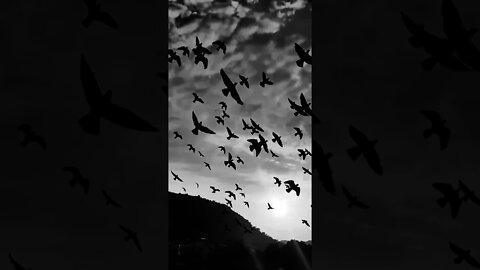 Chadariya jeeni re jeen ft. arijit singh