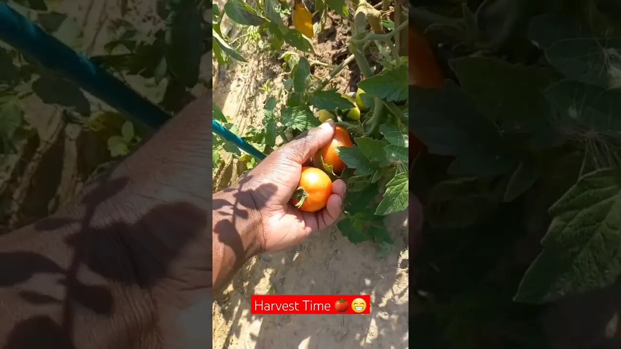 Harvesting my Tomatoes planted without GreenHouse🍅👍|#shorts #short #shortvideo #farming #food #viral