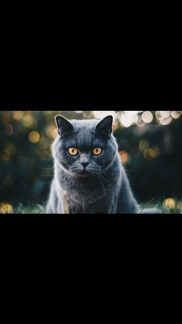 cute cats/प्यारी बिल्लियाँ