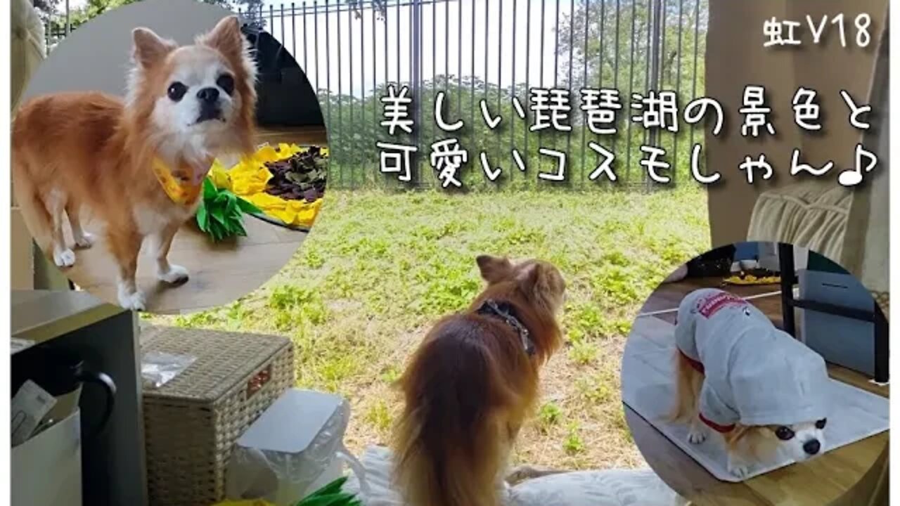 虹V18 琵琶湖の景色を堪能してください！コスモしゃんの可愛い姿にも癒されてね♪