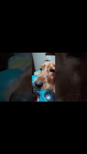 #dogshow, #amimals, #dogs, #shorts