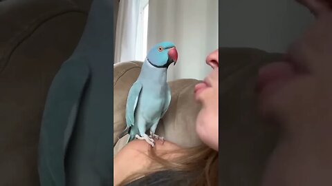 parrots love