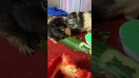 Guinea pigs hydrate on a warm day