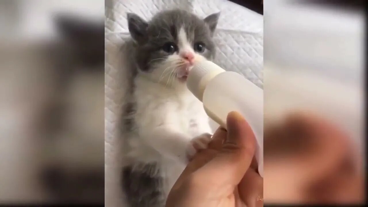 Baby Cats - Funny and Cute Cat Videos Compilation