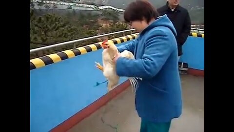 Feeding live chickens to tigers +18 horrific