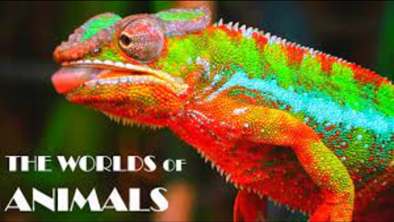 World Of Animals HD video | Ultimate Animals Collection |