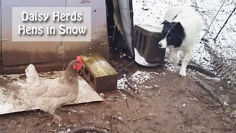 Border Collie Daisy Dog Herds Hens / Chickens in Snow