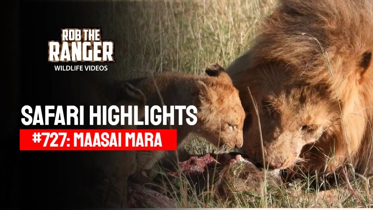 Safari Highlights #727: 27 & 28 September 2022 | Lalashe Maasai Mara | Latest Wildlife Sightings