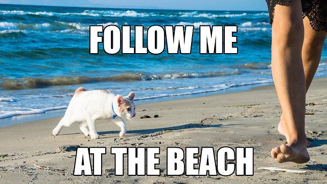 Cat Following Owner At The Beach! Cats do that?