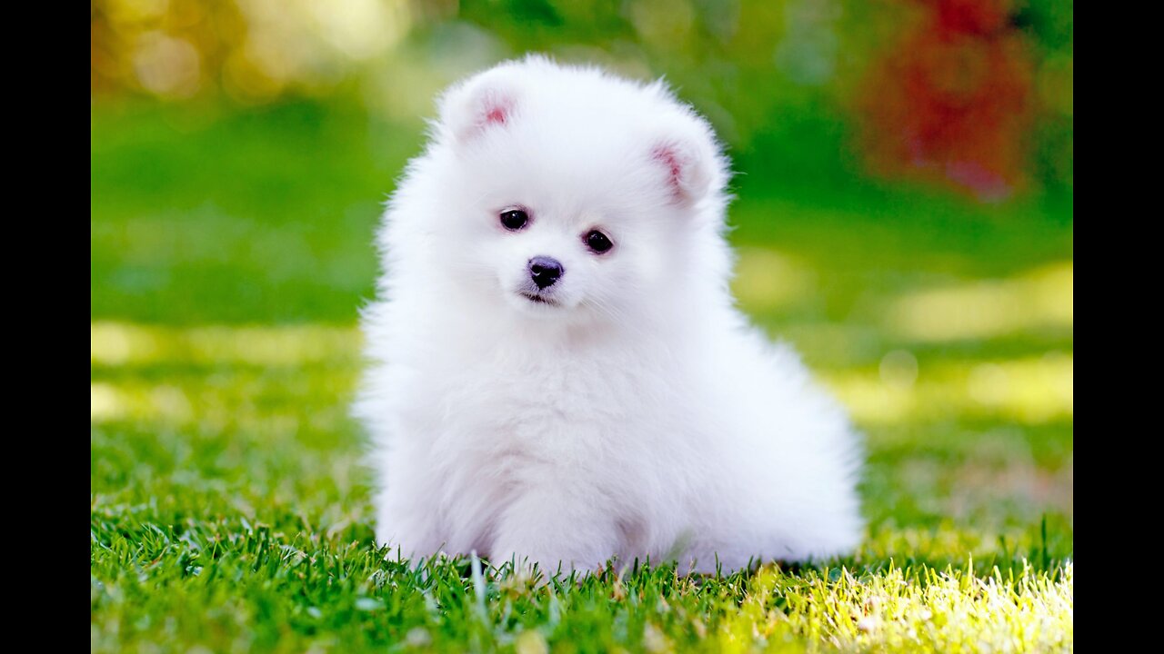 Amazing Vip micro Thumbelina withe Pomeranian puppy